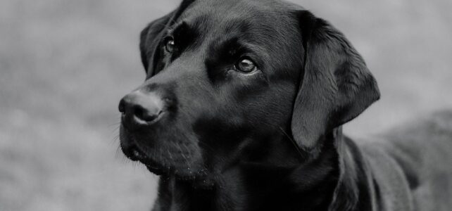 Comment bien choisir une assurance pour son chien : guide complet